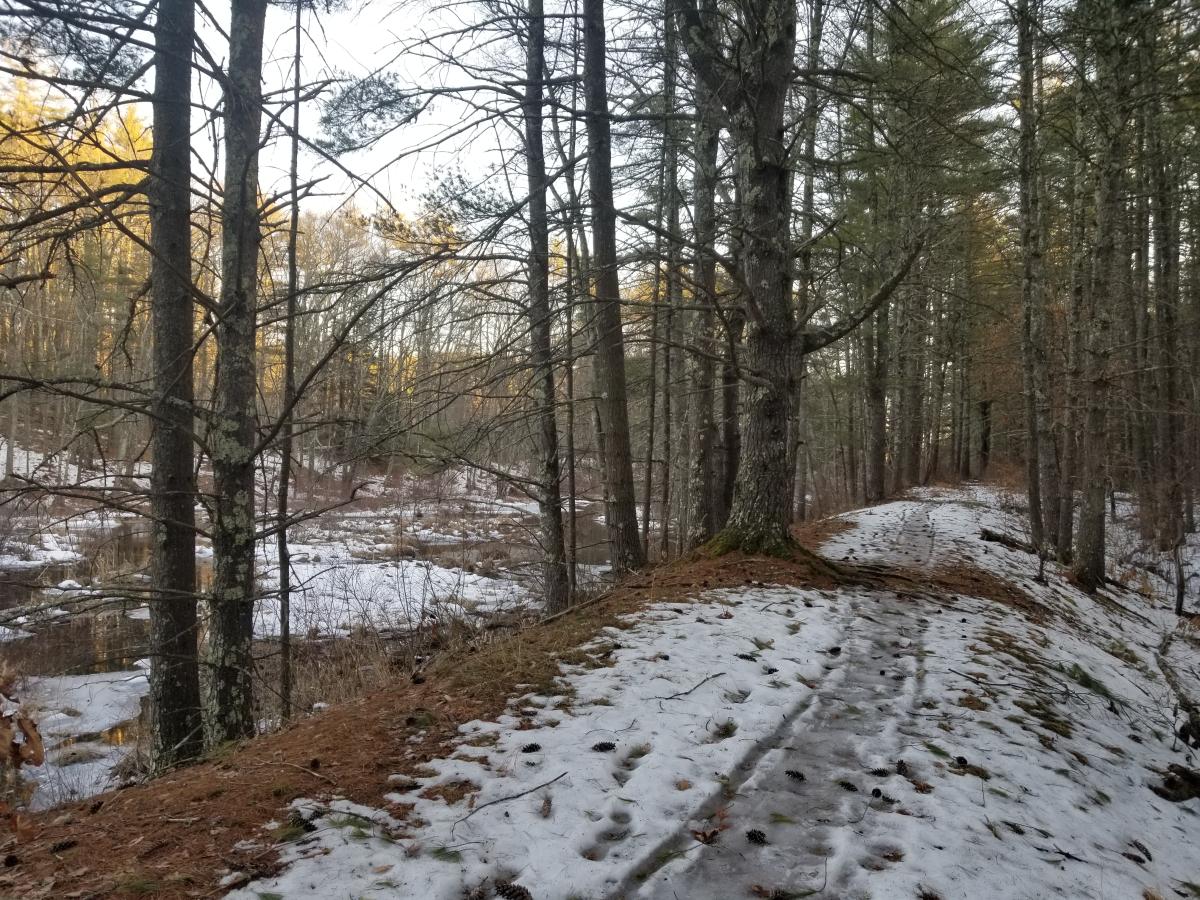 A photo of the existing rail bed along Amherst South-02, in March 2021