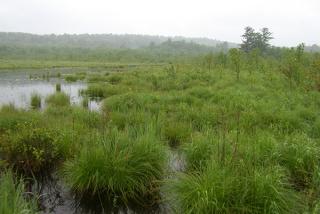 Great Meadow on a foggy day