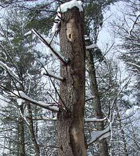 Dead white pine snag, a lunch counter for woodpeckers.