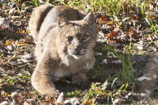 Bobcat spotted on the river that gave the Bobcat Loop its name.