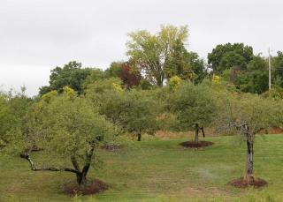 Lindabury Orchard