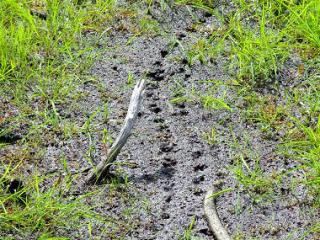 Turtle tracks in pond bottom.